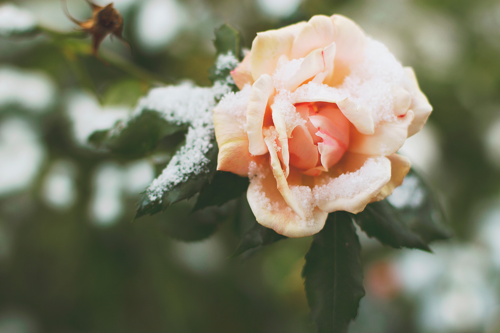 pink-rose-and-snow-1700x1133-2